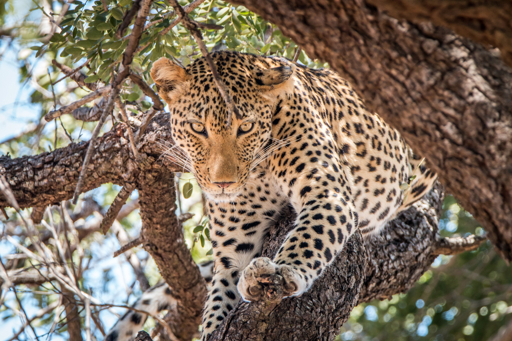 Picture of a leopard in a tree