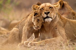Mother Lion and Cub