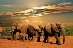Picture of elephants in Addo National Park