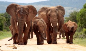Picture of elephants in Addo elephant national park.